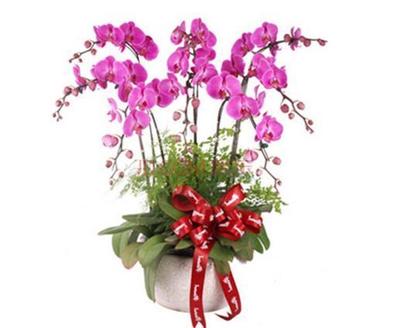 紫氣東來花（常見盆栽植物）的養護指南