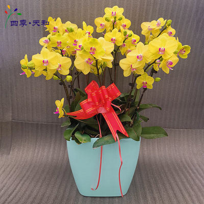 春節黃蝴蝶蘭 商務年宵首選，好評店鋪與化妝品零售的跨界亮點